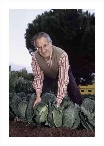 Cabbage harvest