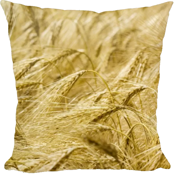 Wheat. Ears of wheat (Triticum sp.) growing in a field