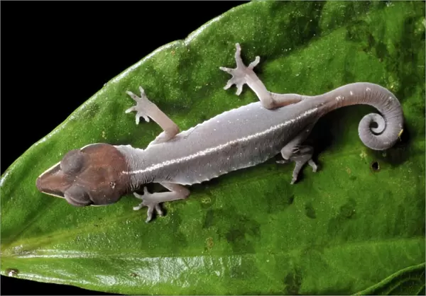 Cat gecko (Aeluroscalabotes felinus) on a leaf