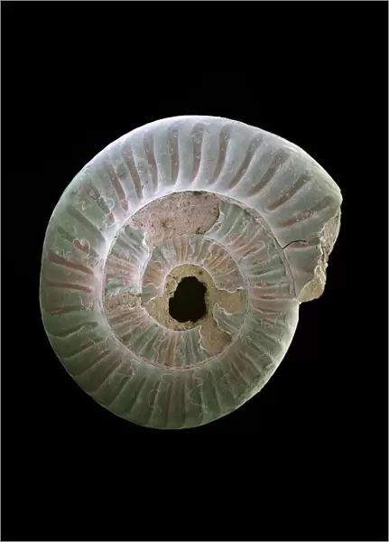 Ammonite fossil, SEM