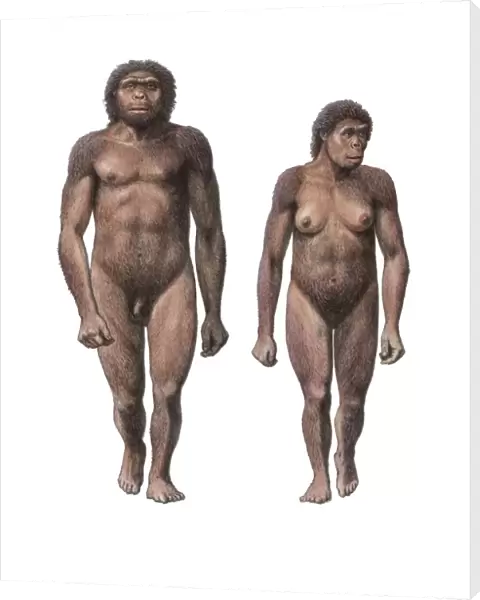 Male and female Homo habilis
