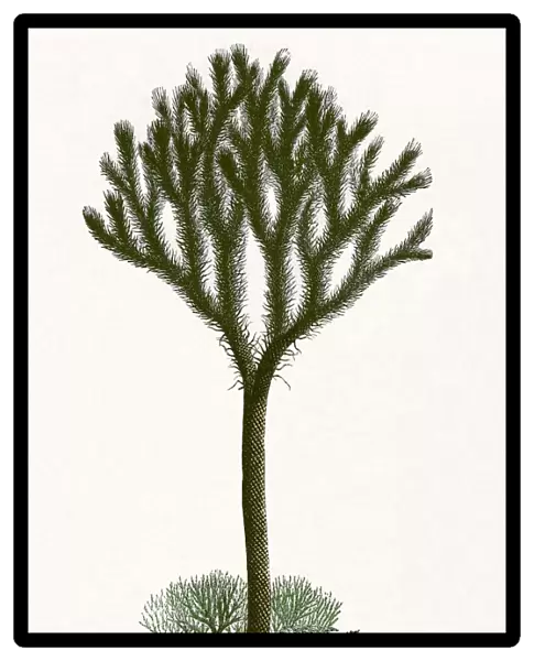 Lepidodendron, artwork