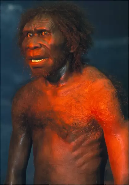 Model of a male Homo erectus man