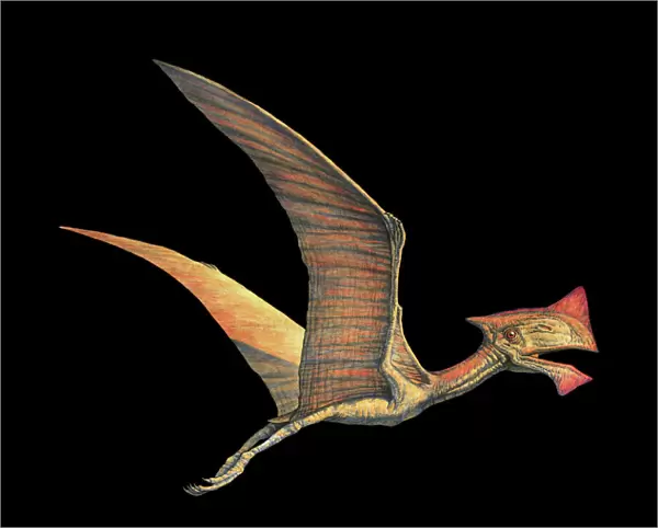 Tapejara pterosaur