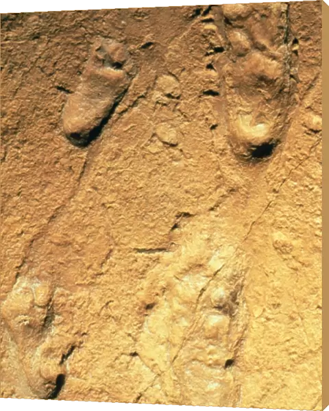 Fossilised hominid footprints from Laetoli