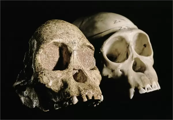 Skulls of Tuang child and a chimpanzee