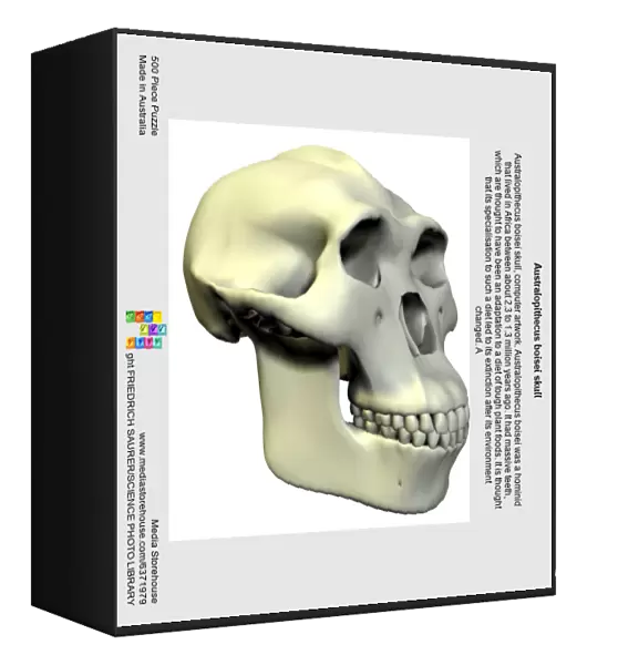 Australopithecus boisei skull