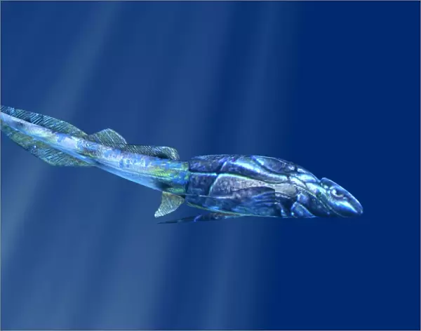 Bothriolepis prehistoric fish