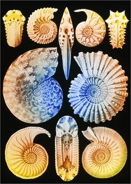 Computer artwork of ammonites (from Ernst Haeckel)