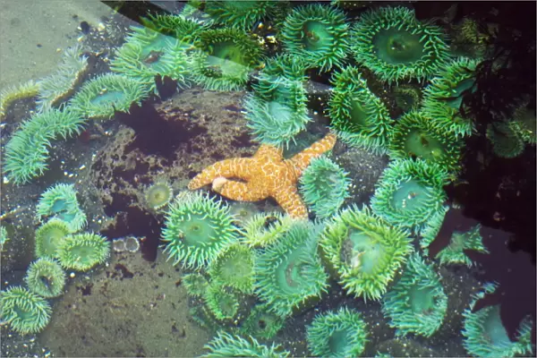 Tide pool containing giant green anemones (Anthopleura xanthogrammica)