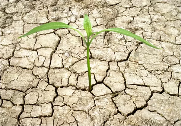 Cracked mud and seedling