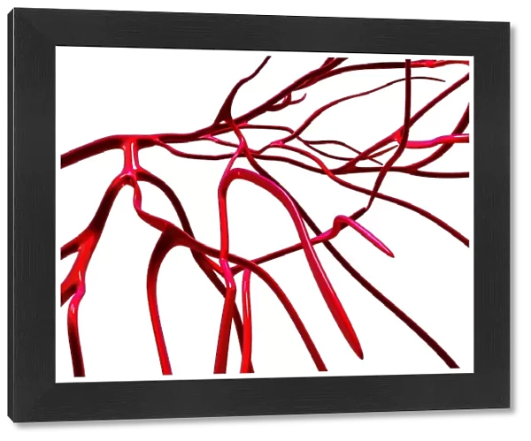 Arteries, computer artwork