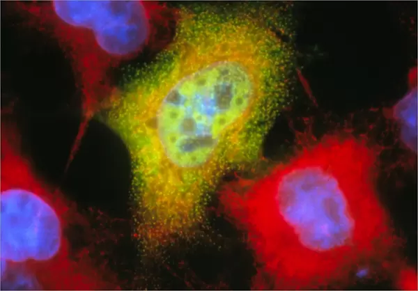 Immunofluorescent LM of recombinant monkey cells