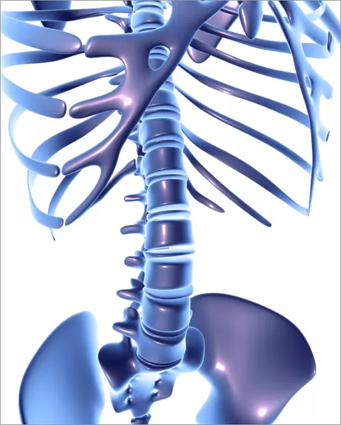 Spine, computer artwork