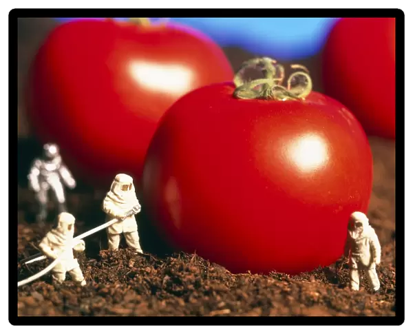 Conceptual image: genetically engineered tomatoes