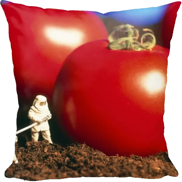 Conceptual image: genetically engineered tomatoes