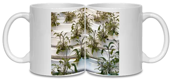 Hydroponic cultivation of sage plants