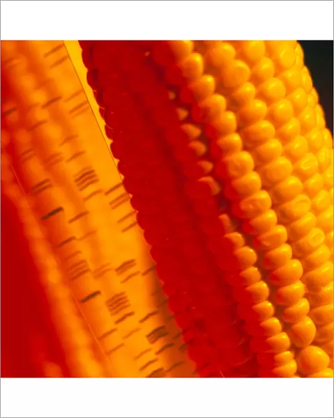 Genetically-engineered sweetcorn & DNA sequence