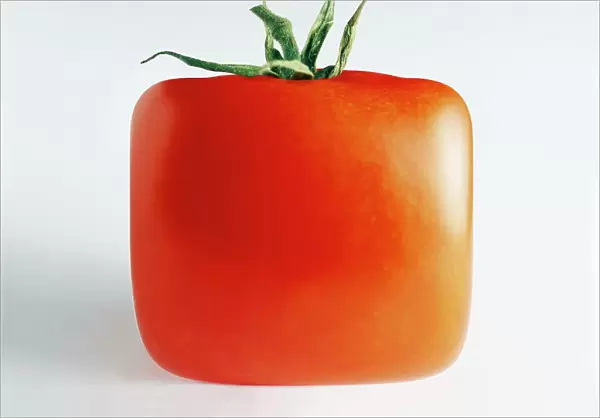 Square tomato