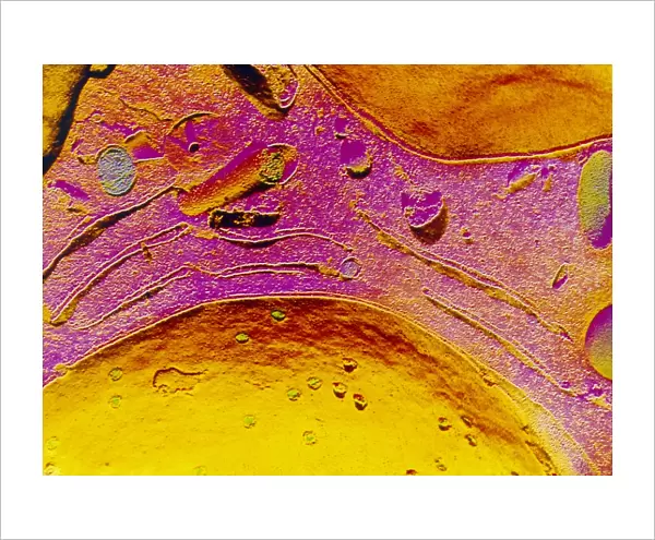 Freeze fracture micrograph of cell nucleus