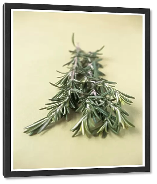 Rosemary (Rosmarinus officinalis). This plant is a member of the mint 