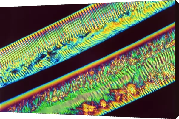 Polarised light micrograph of polymer filaments