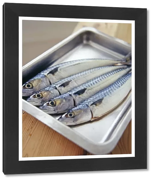 Mackerel in a roasting tray. Mackerel are an excellent source of protein and healthy oils