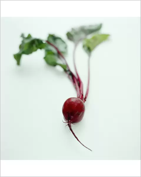 Beetroot (Beta vulgaris). This root vegetable is a good source of folate 
