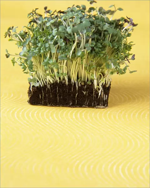 Cress. Block of cress (Lepidium sativum) growing in its soil