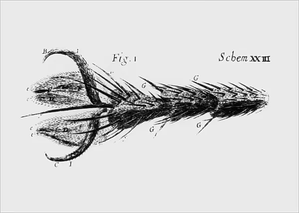 Drawing of the leg and foot of a fly