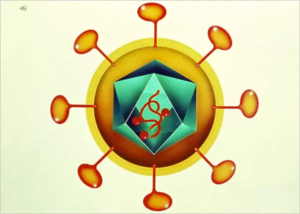 Illustration of HIV retrovirus, white background