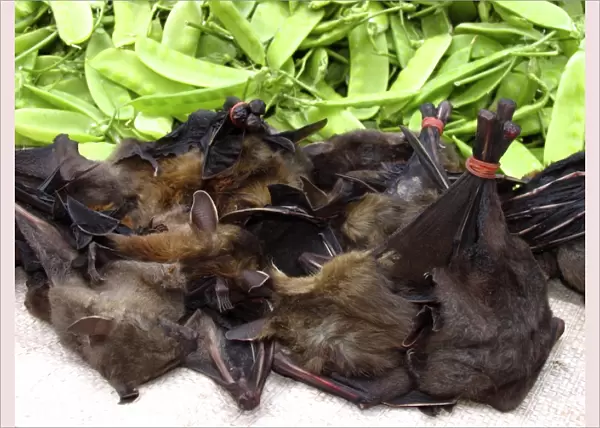 Bats on sale at a market