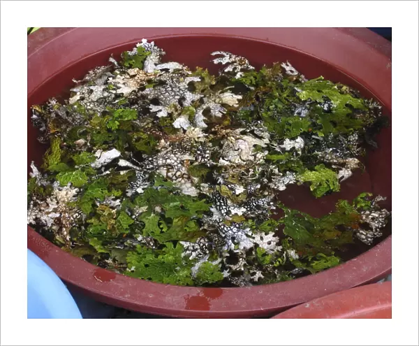 Edible lichen