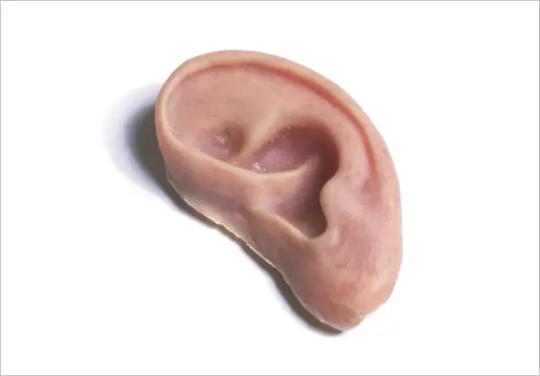 Prosthetic (artificial) ear