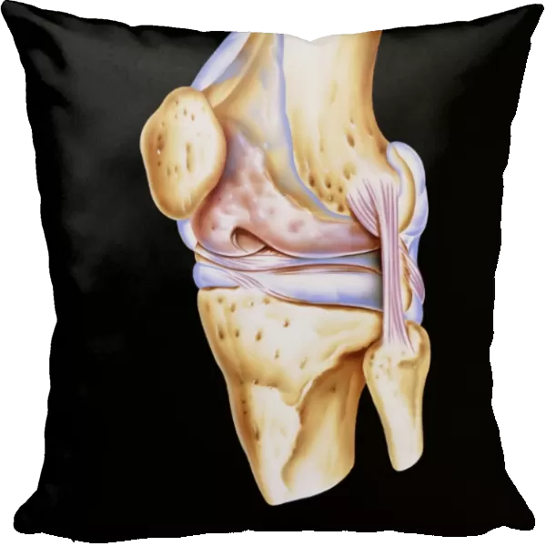 Artwork of bones & ligaments in human knee joint