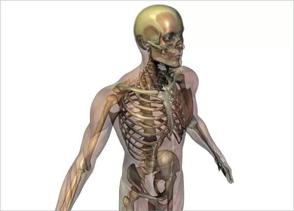 Upper body bones