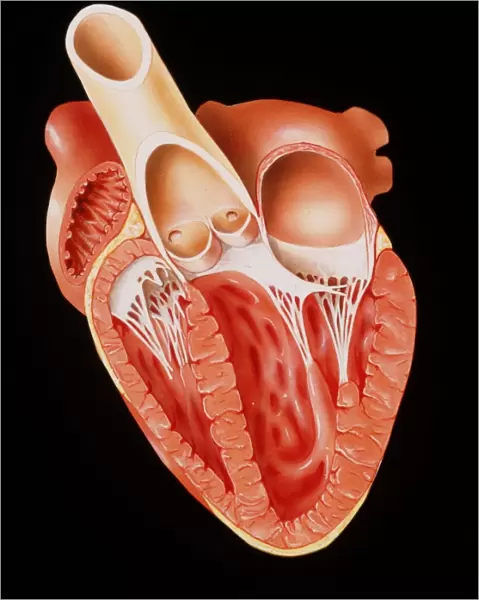 Illustration showing the heart in cross-section