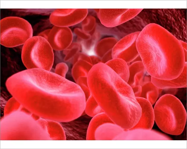 Red blood cells, computer artwork