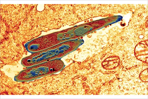 Macrophage cell engulfing bacteria, TEM