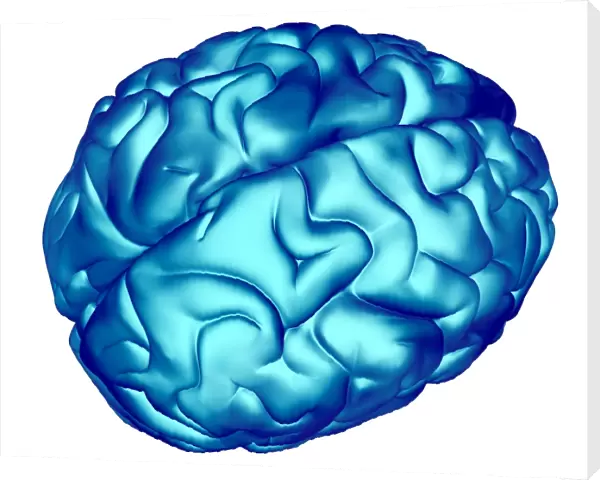 Brain. Computer artwork of a healthy human brain seen from above