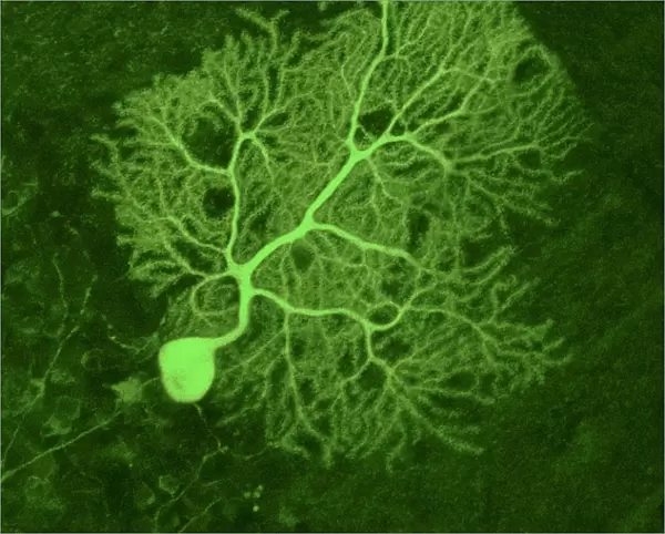Purkinje nerve cell, light micrograph