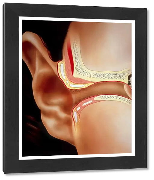 Artwork of section through human ear