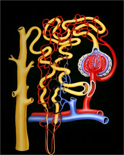 Illustration of nephron structure in human kidney