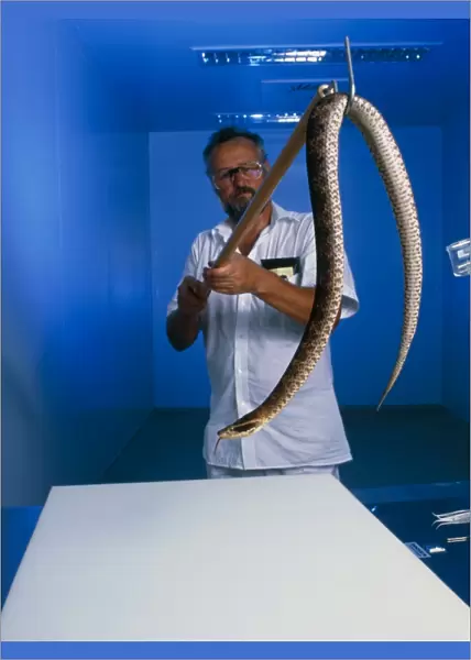 Researcher and snake