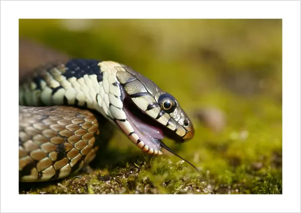 Grass snake feigning death