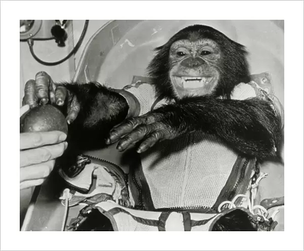 Chimp Ham after Mercury MR2 flight