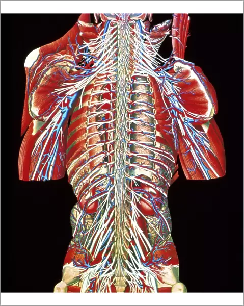 Coloured artwork of spinal column & spinal nerves