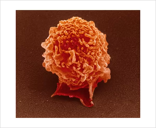 Coloured SEM of a white blood cell (lymphocyte)