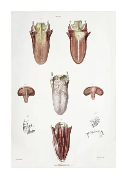 Tongue anatomy