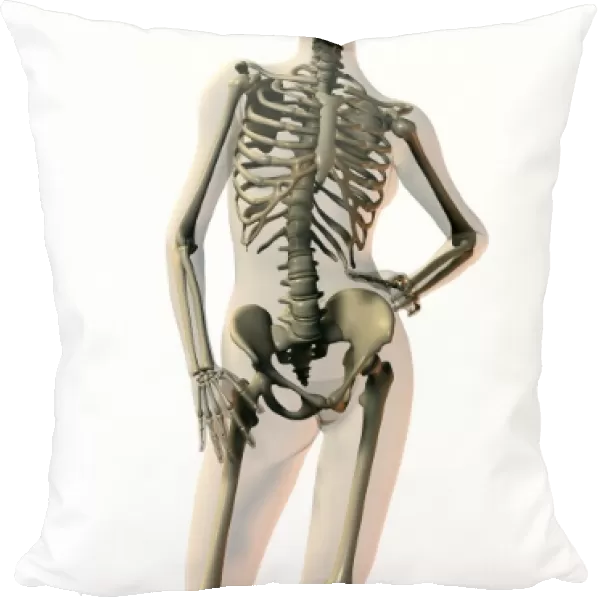 Skeleton. Computer artwork of a standing skeleton